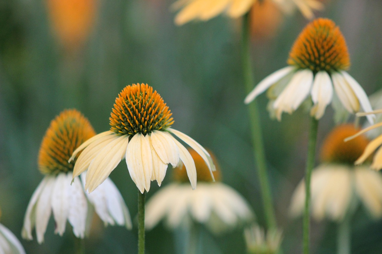 garden  flower  green free photo