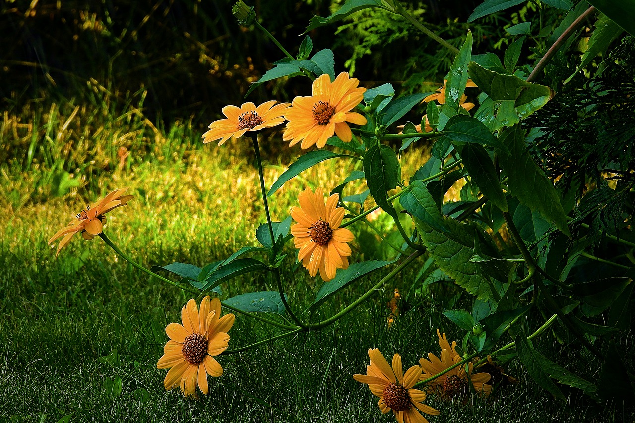 garden  flowers  the beauty of nature free photo