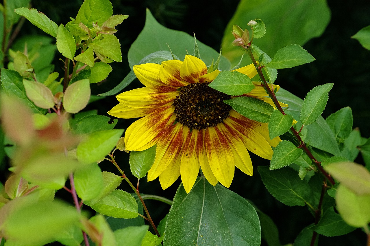 garden  sunflower  yellow free photo