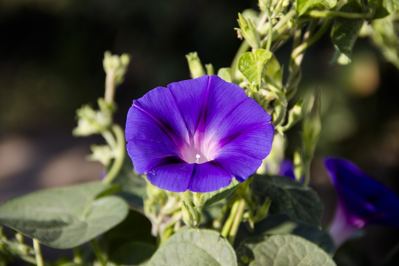 garden  flower  macro free photo