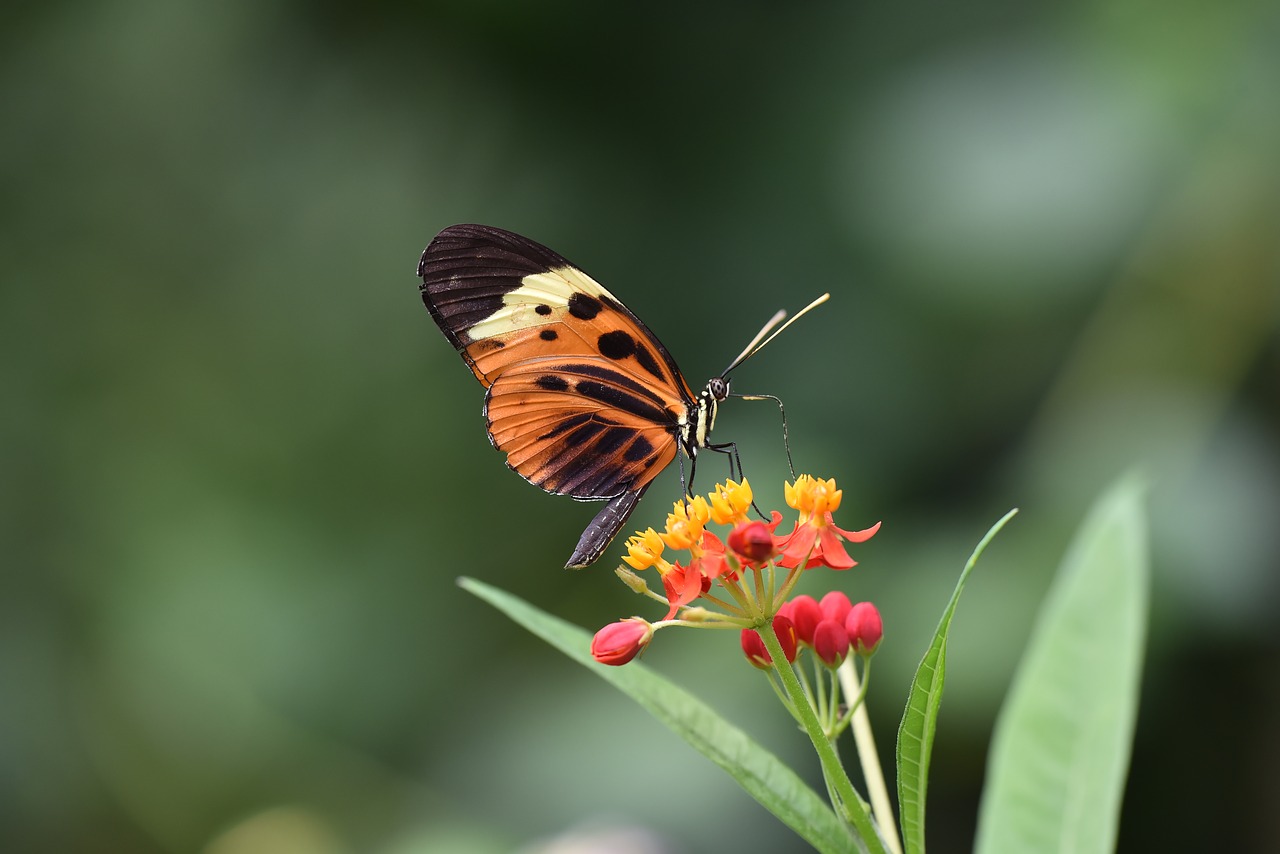 garden  spring  insect free photo