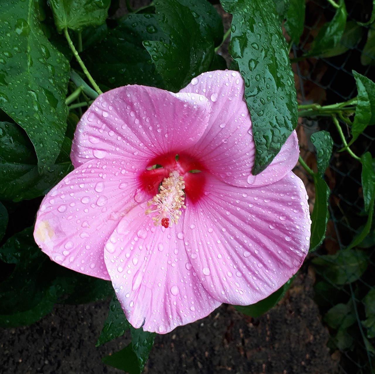 garden  hibiscus  flower free photo