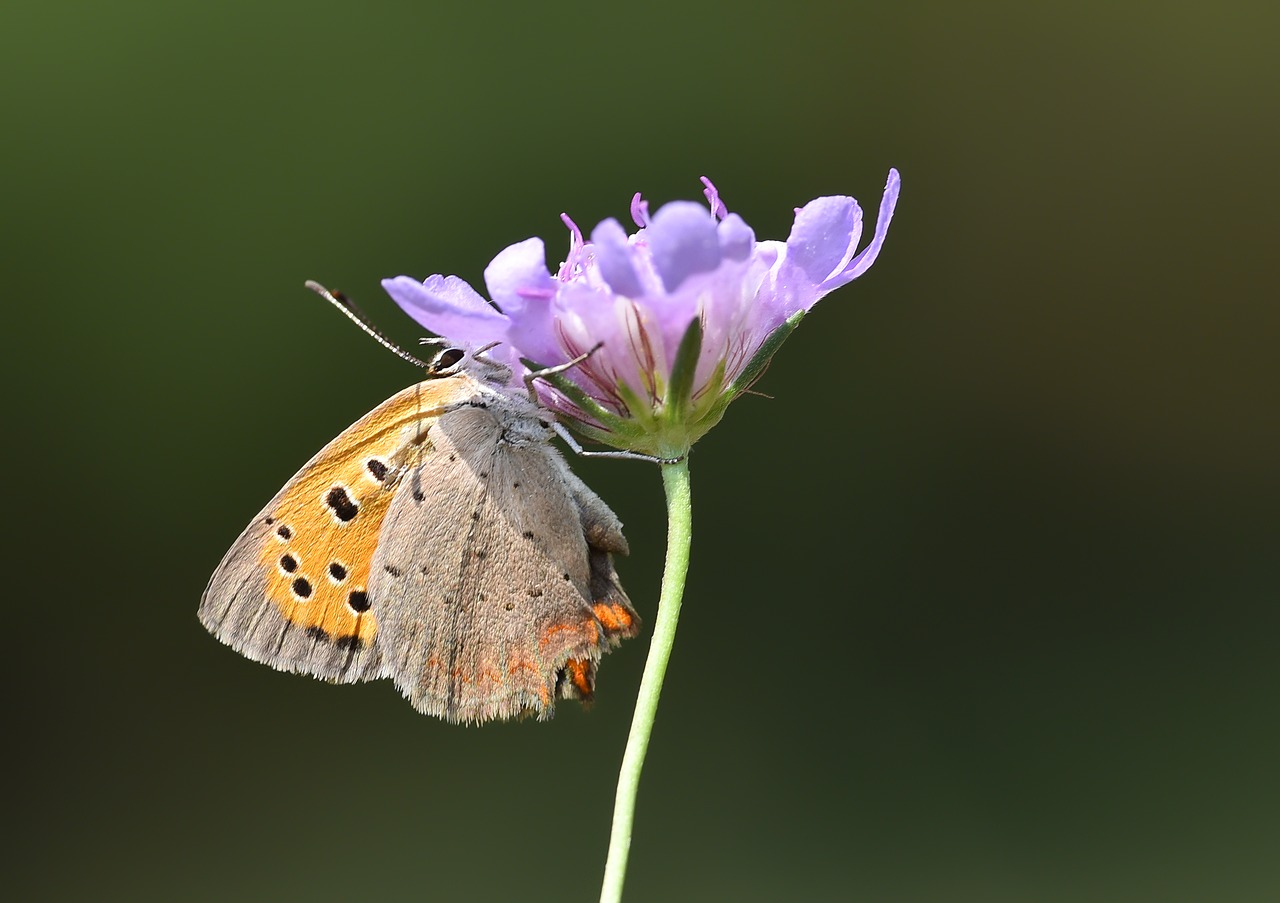 garden  spring  butterfly free photo