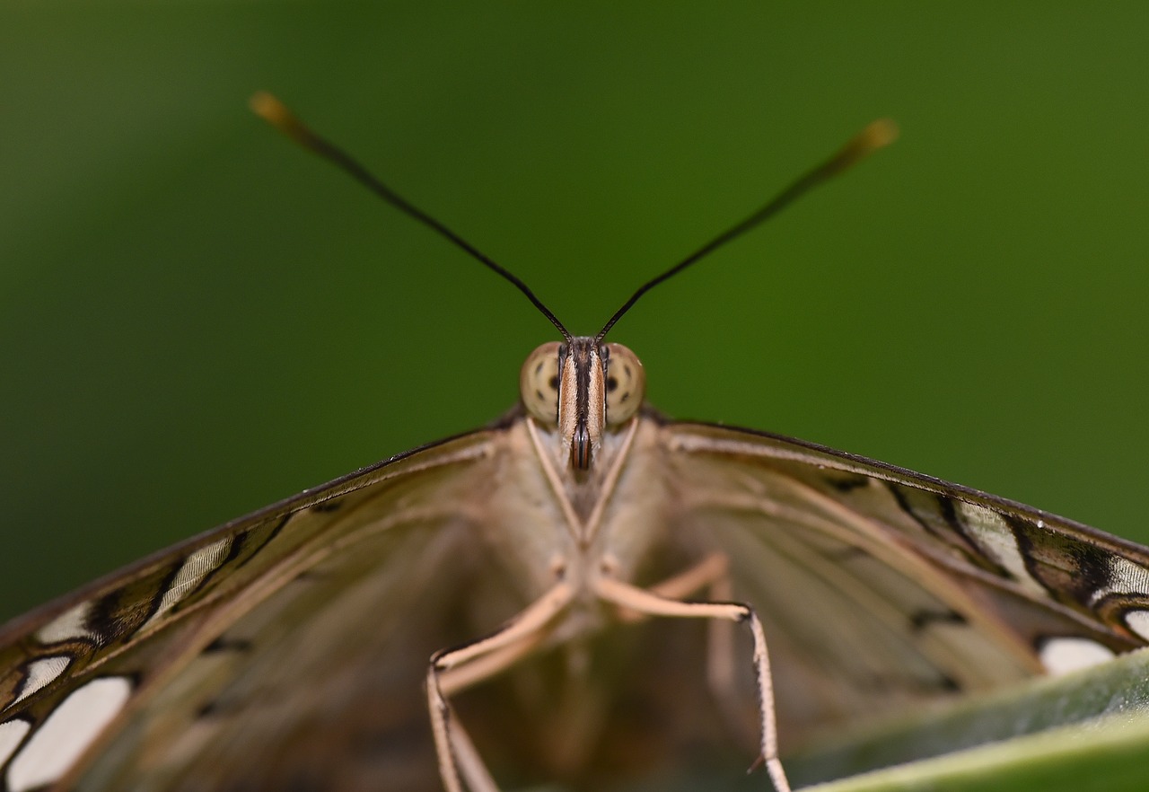 garden  spring  butterfly free photo