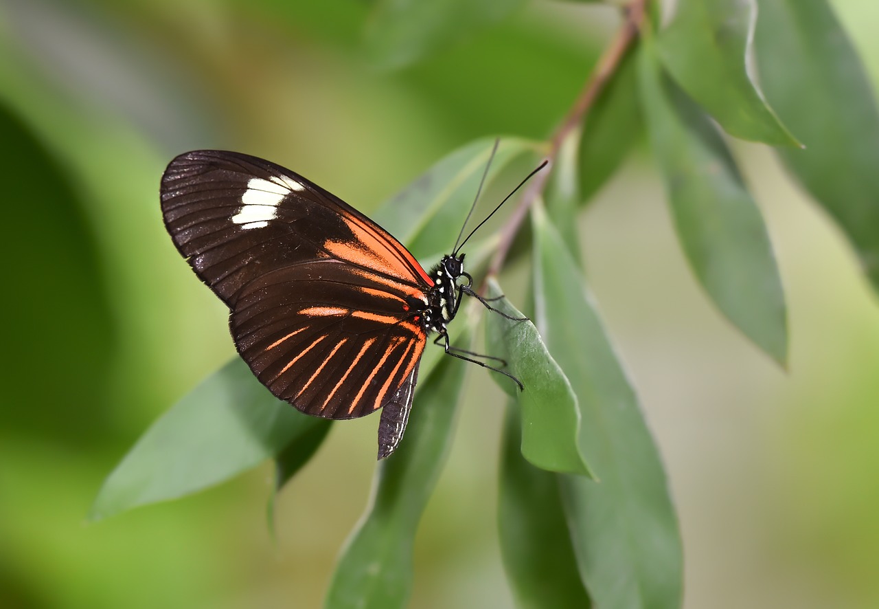 garden  spring  butterfly free photo