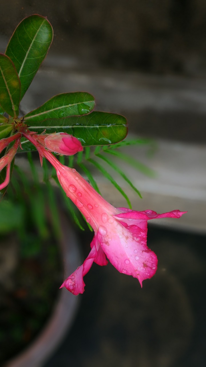 garden  nature  pink free photo