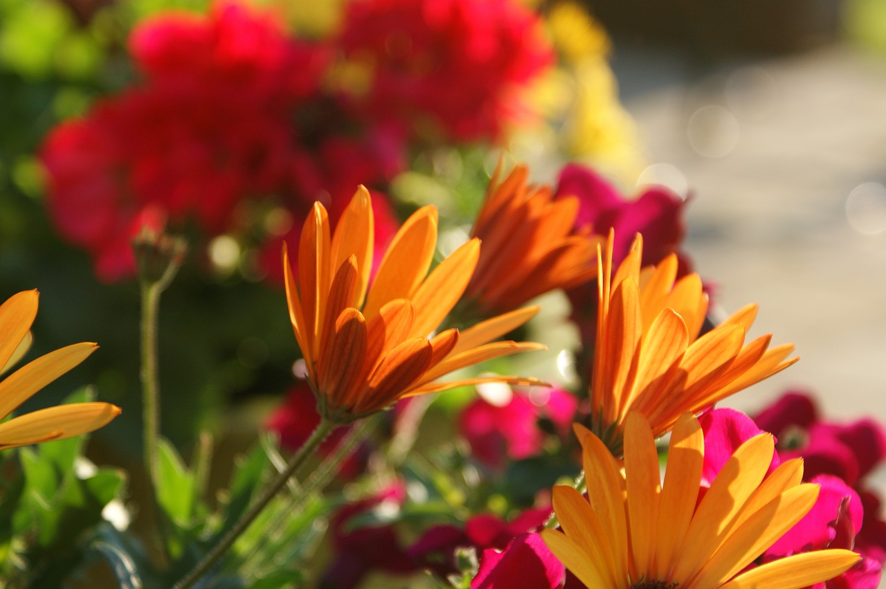 garden flowers colorful free photo