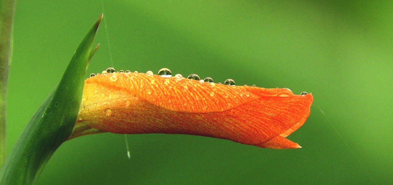 garden  leaf  drops free photo