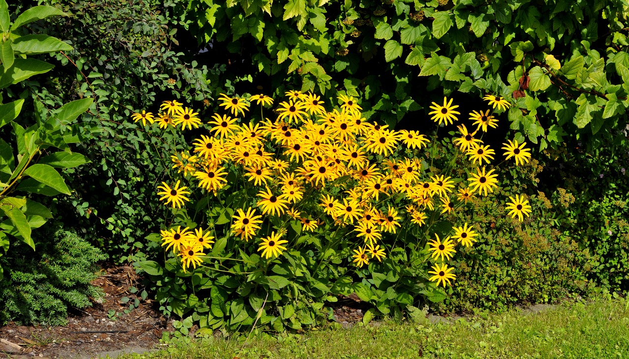 garden  flowers  summer free photo