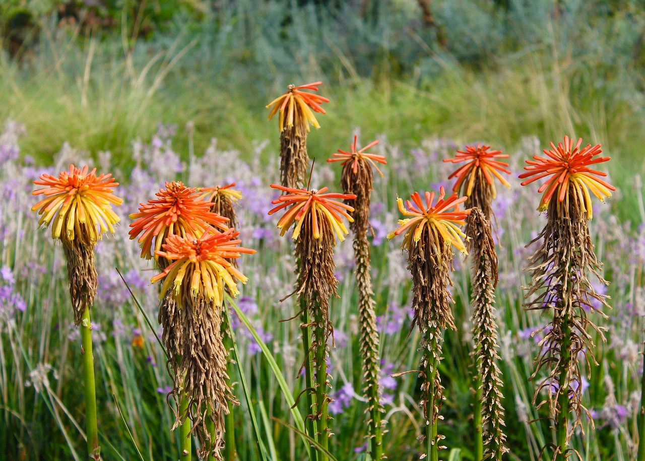 garden  flowers  nature free photo