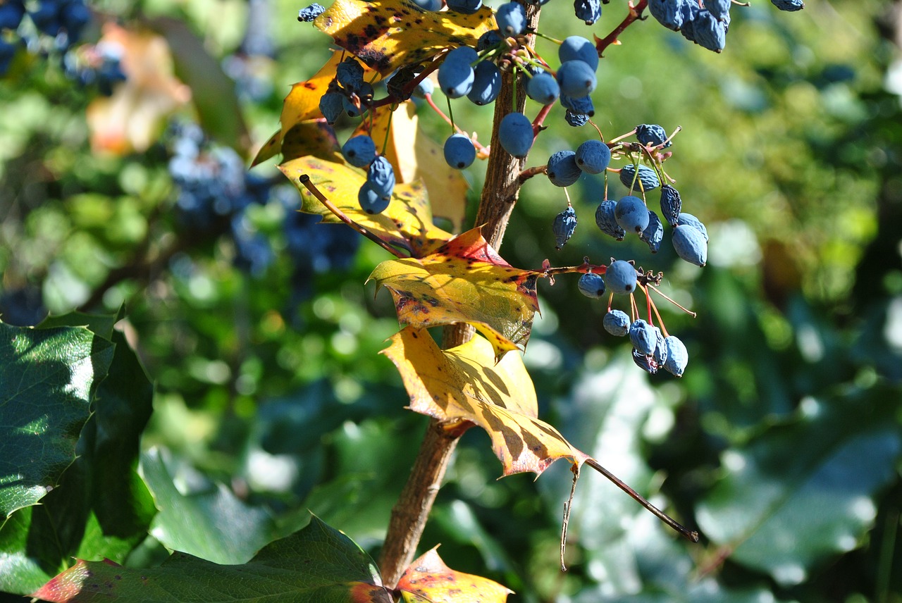 garden  őszelő  leaves free photo