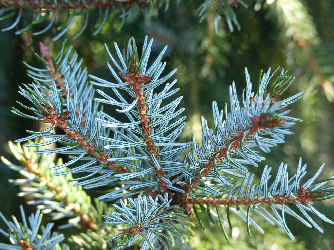 garden  nature  spruce free photo