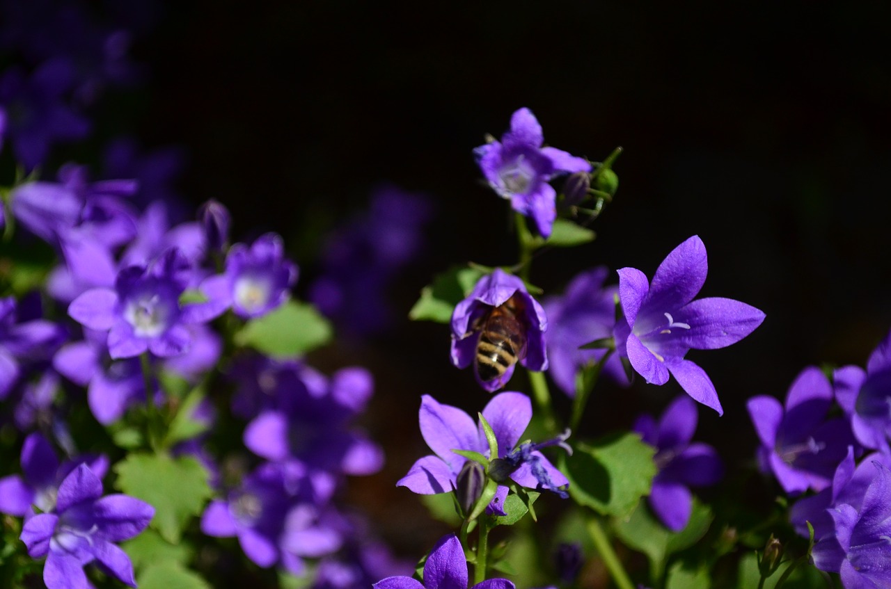 garden  bee  flowers free photo