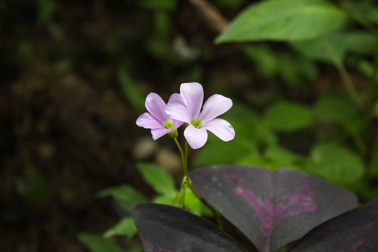 garden  flower  pink free photo