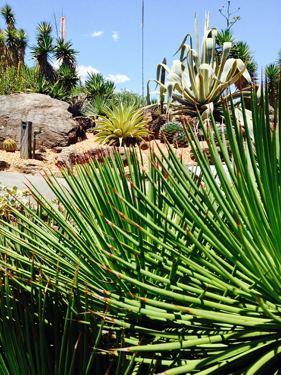 garden plant cactus free photo