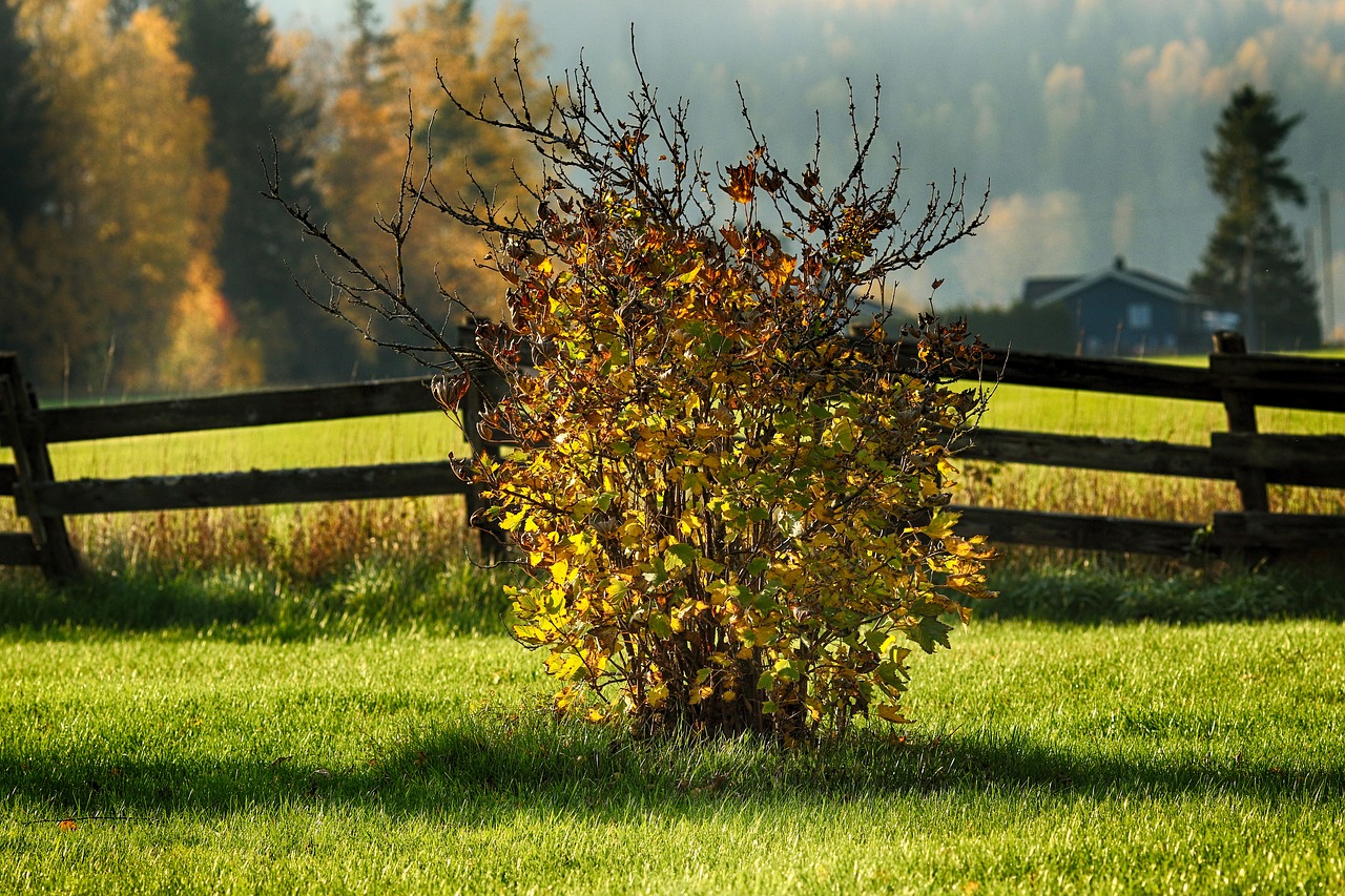 garden  autumn  fall free photo