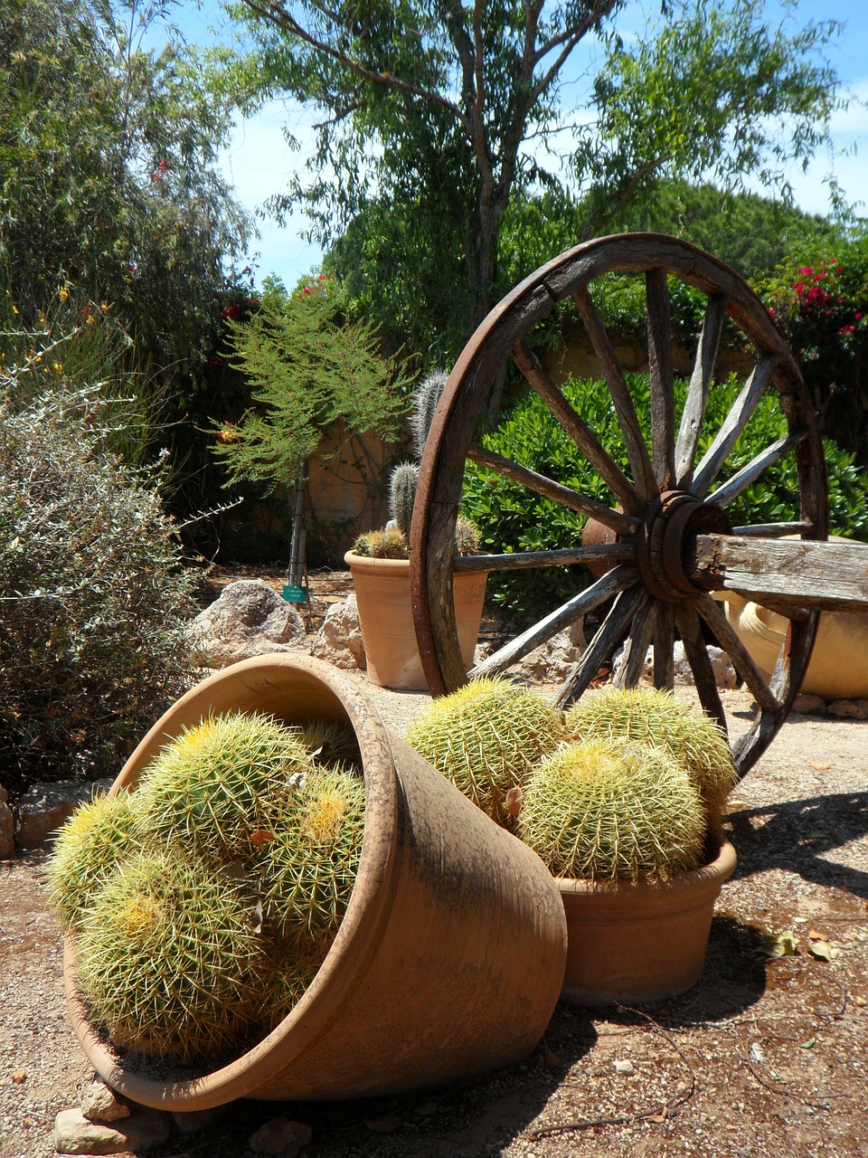 garden cactus picturesque free photo