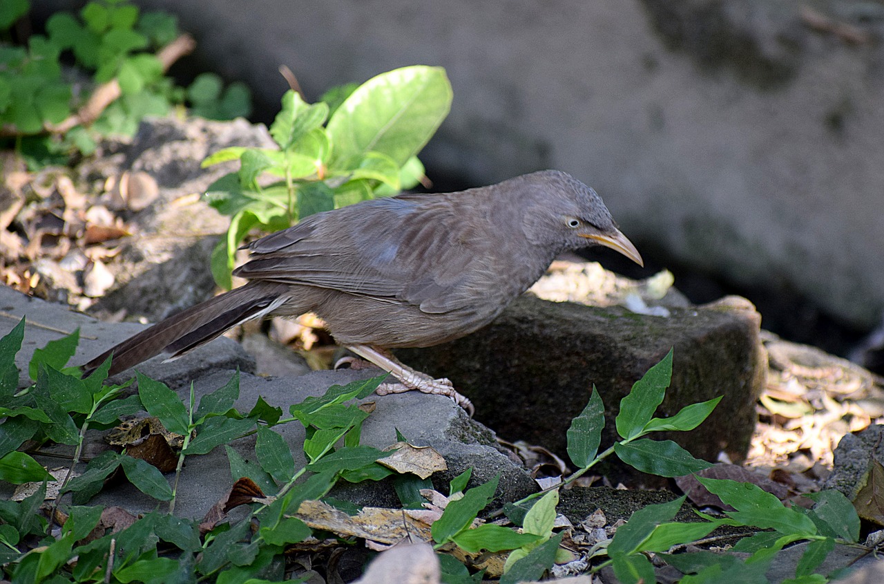 garden  outdoor  bird free photo