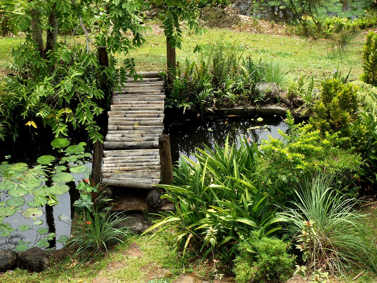 garden pond water free photo