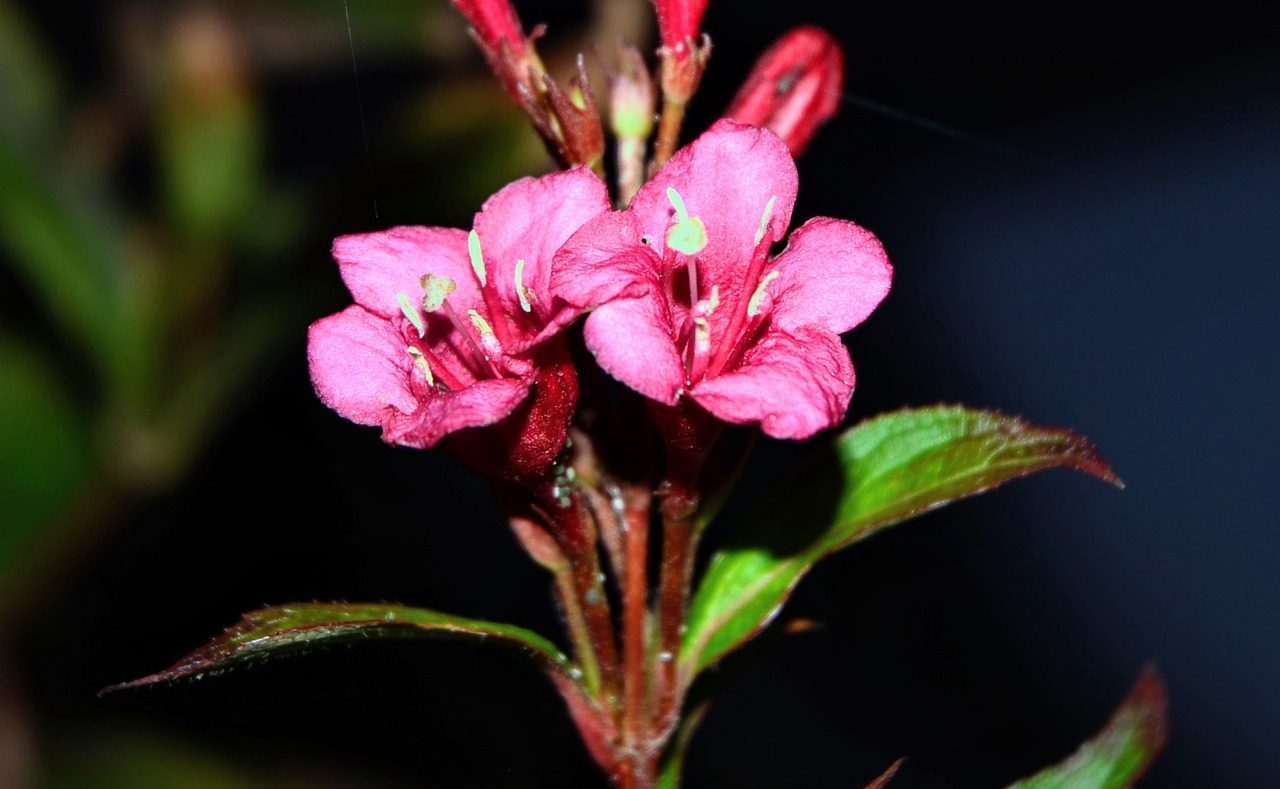 garden  flower  autumn free photo