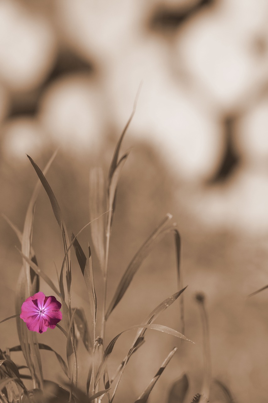 garden grass meadow free photo