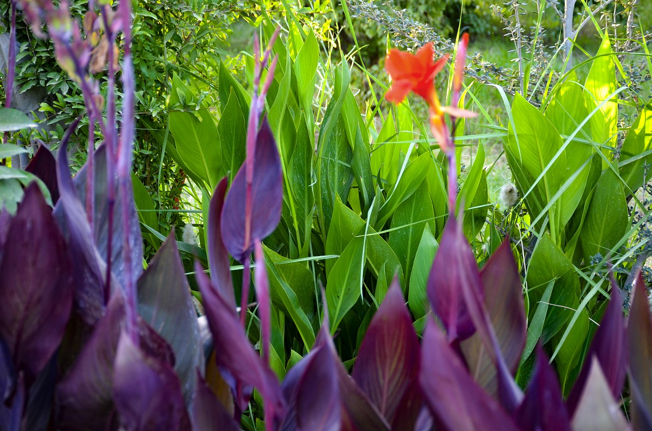 garden  flowers  nature free photo