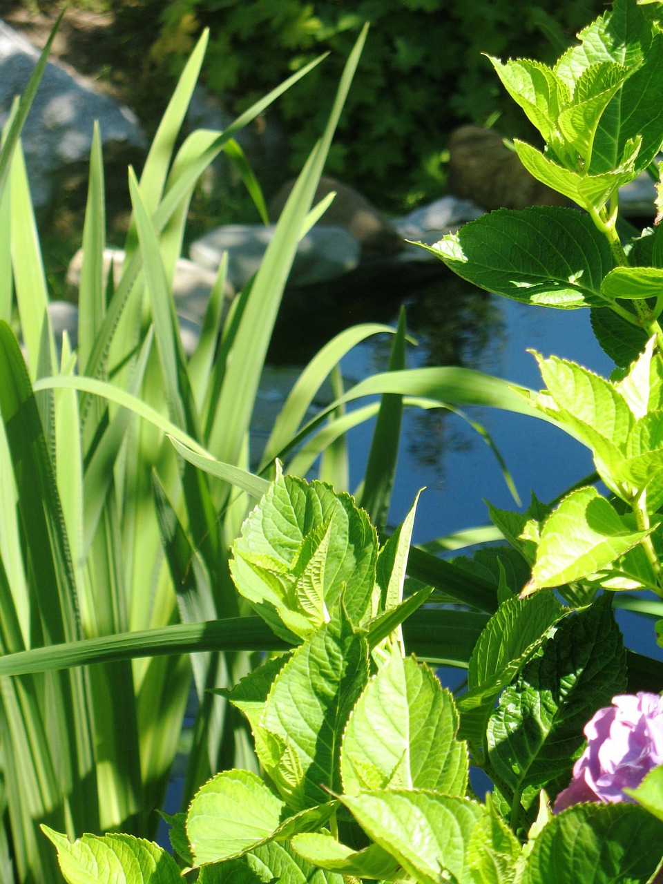 garden pond flowers free photo