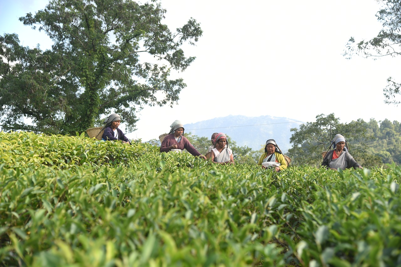 garden  tea worker  meghalaya free photo