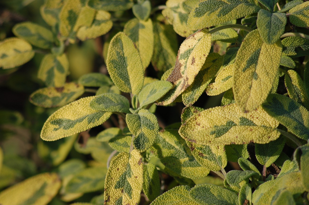 garden  sage  aromatic free photo