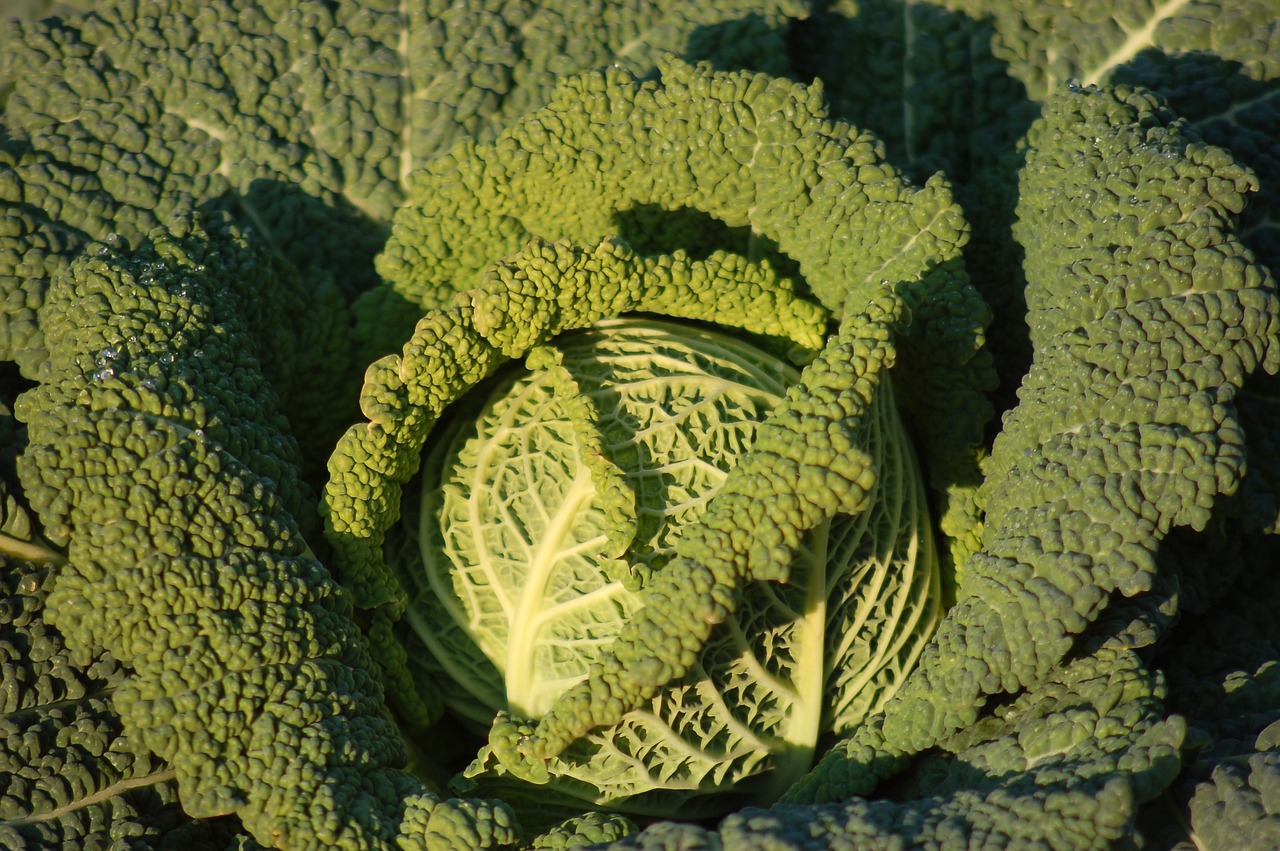 garden  winter  cabbage free photo