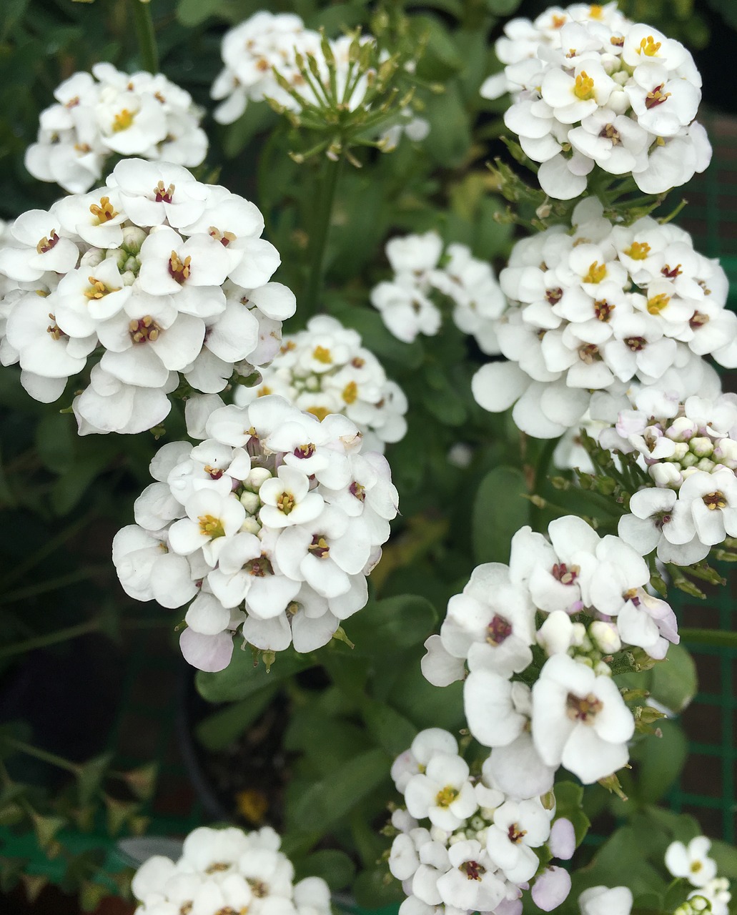 garden  plants  flowers free photo