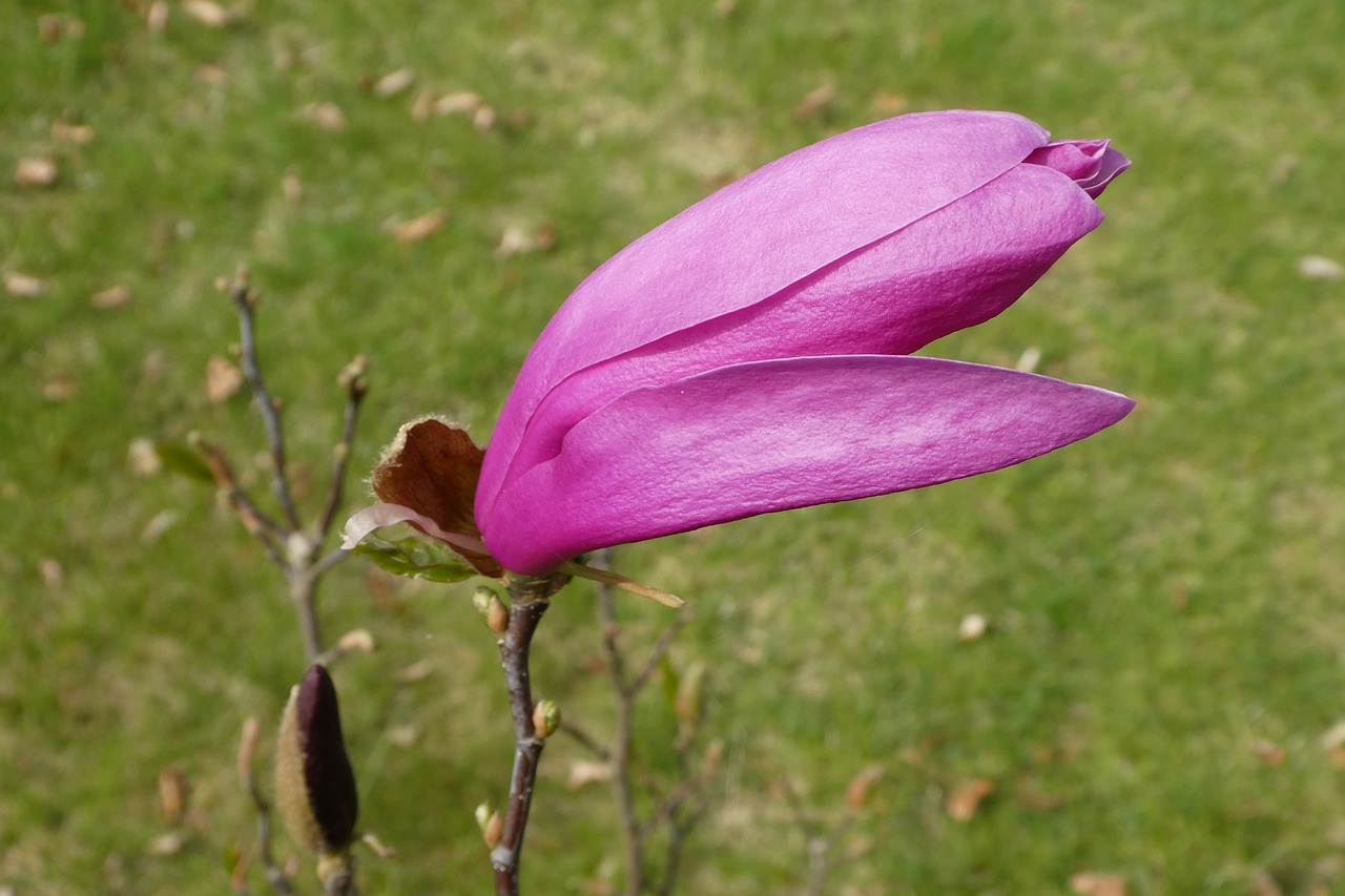 garden  magnolia  magnolia blossom free photo