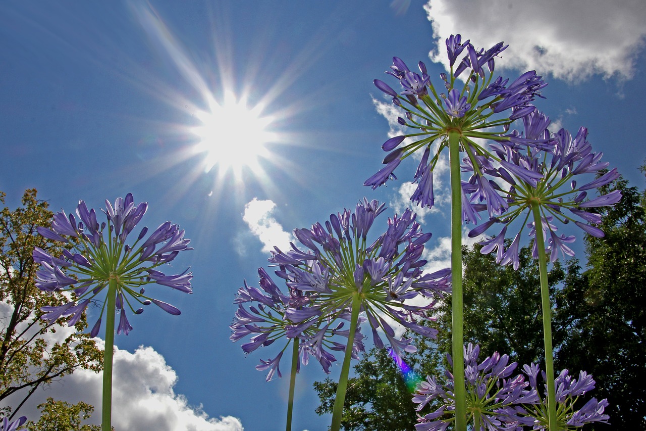 garden  sun  sky free photo