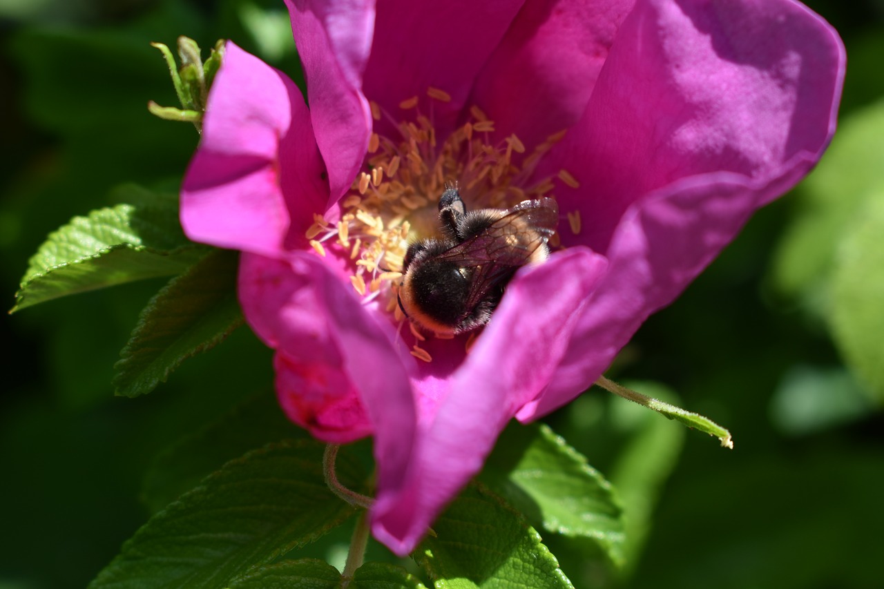 garden  summer  bee free photo