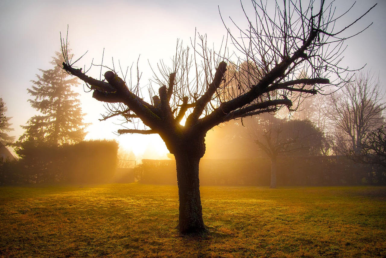 garden  tree  winter free photo