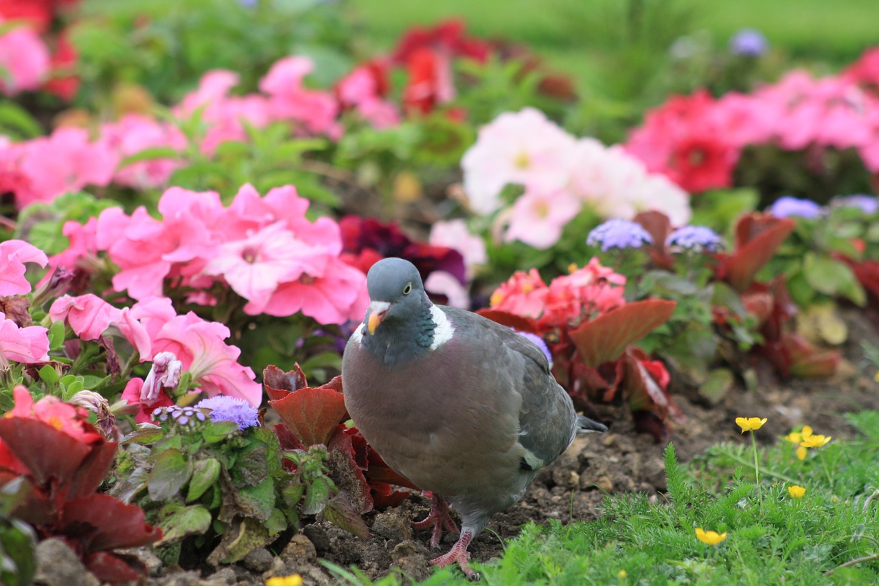 garden  park  pigeon free photo