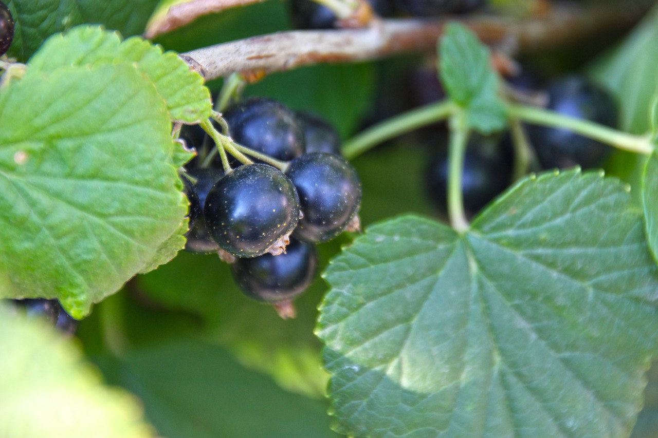 garden  currant  fruit free photo