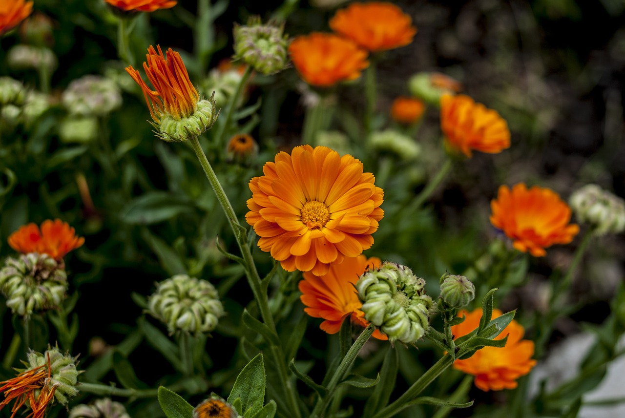 garden  nature  flowers free photo