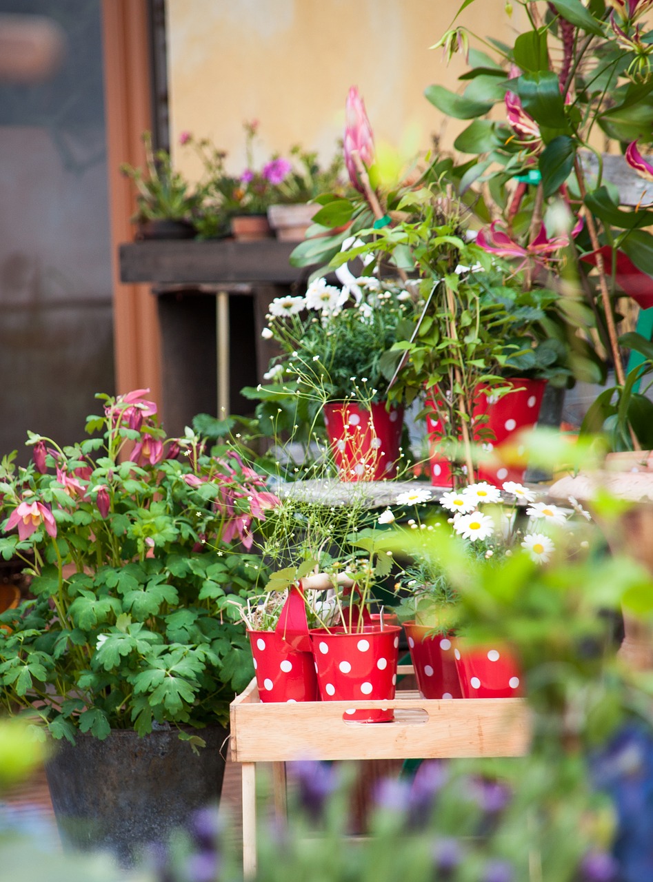 garden  red  plant free photo