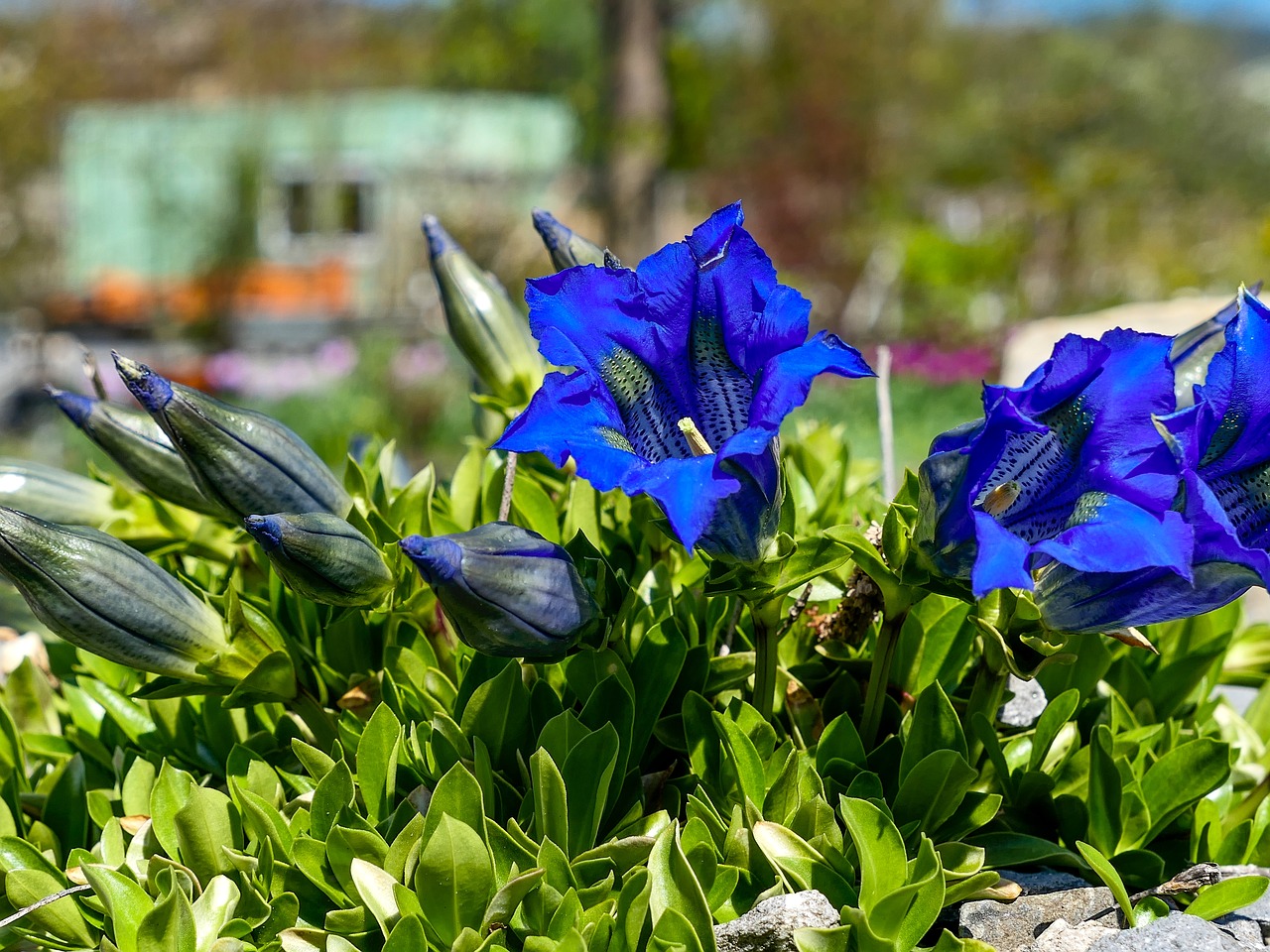 garden  gentian  blue free photo