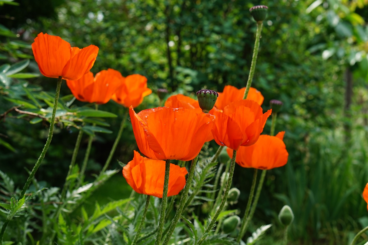 garden  flower  nature free photo