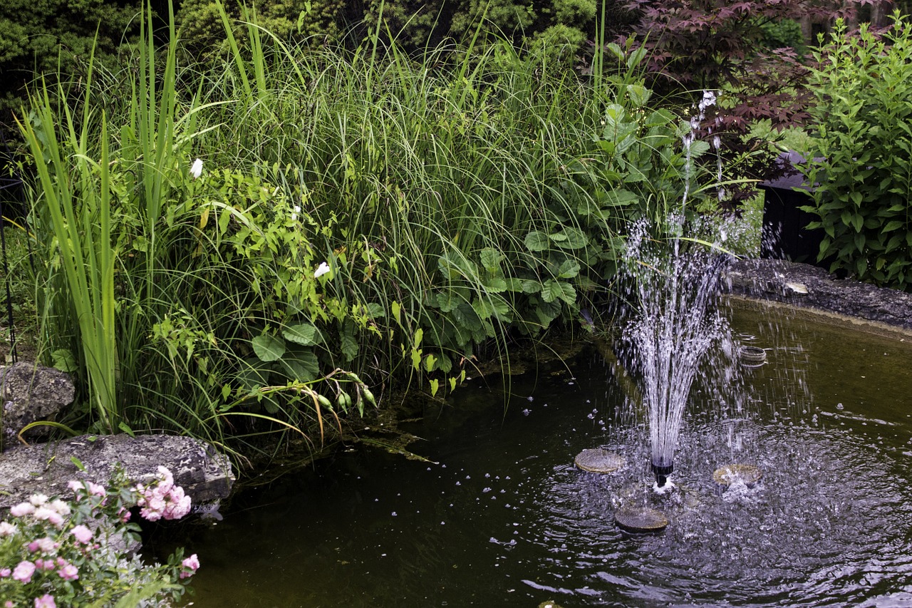 garden pond aquatic plant free photo