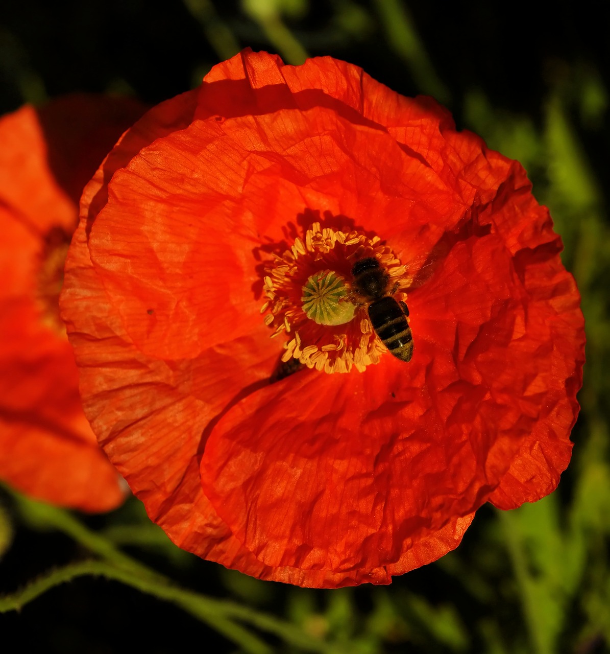 garden  poppy  summer free photo