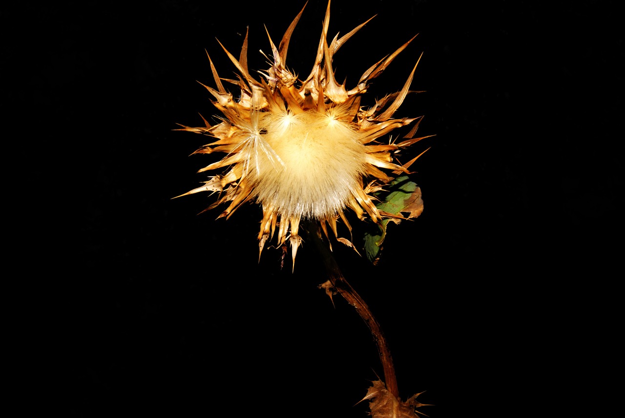 garden thistle leaves free photo