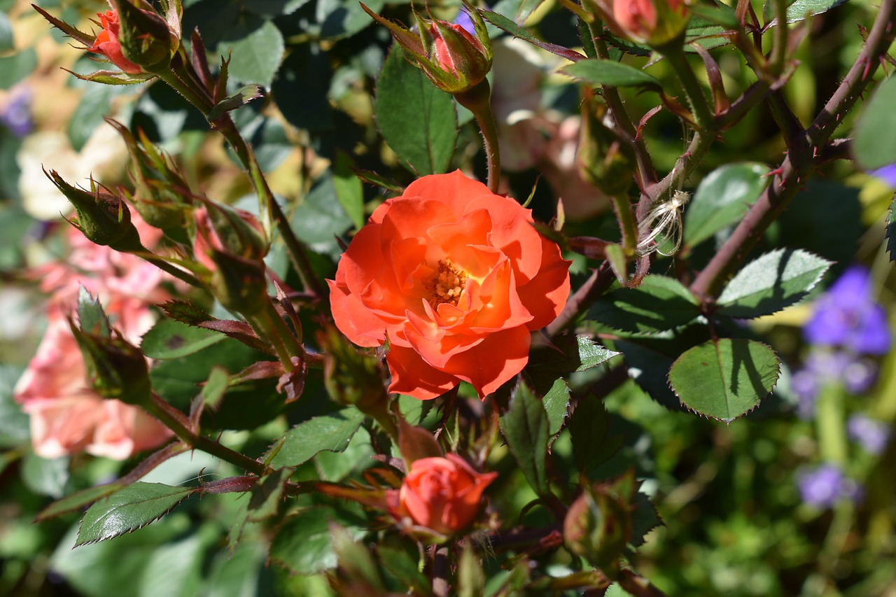 garden  roses  flowers free photo