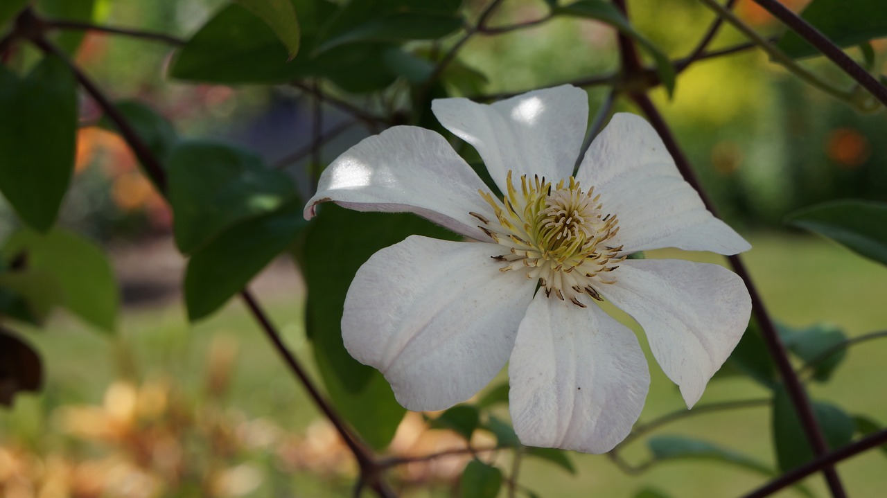 garden  flowers  blossom free photo