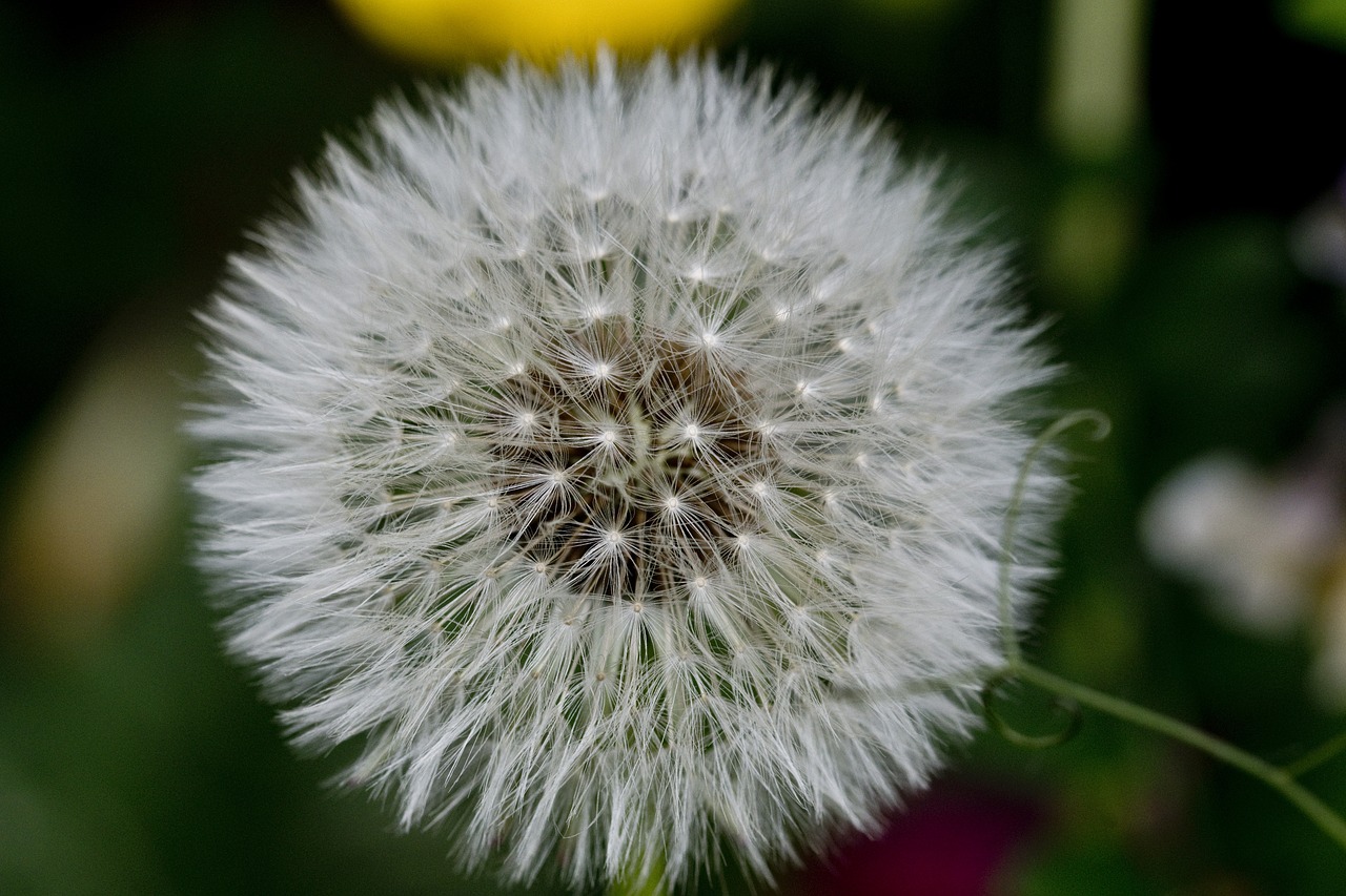 garden  dandelion  nature free photo