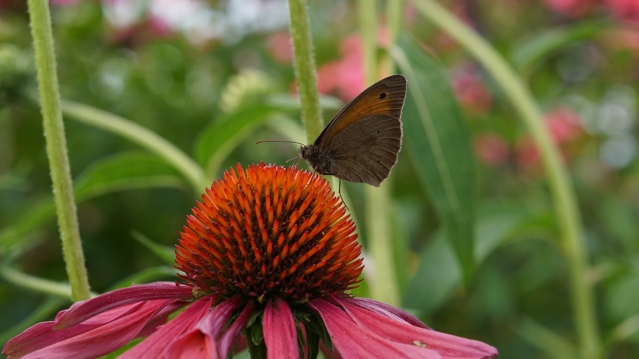 garden  flowers  coneflower free photo