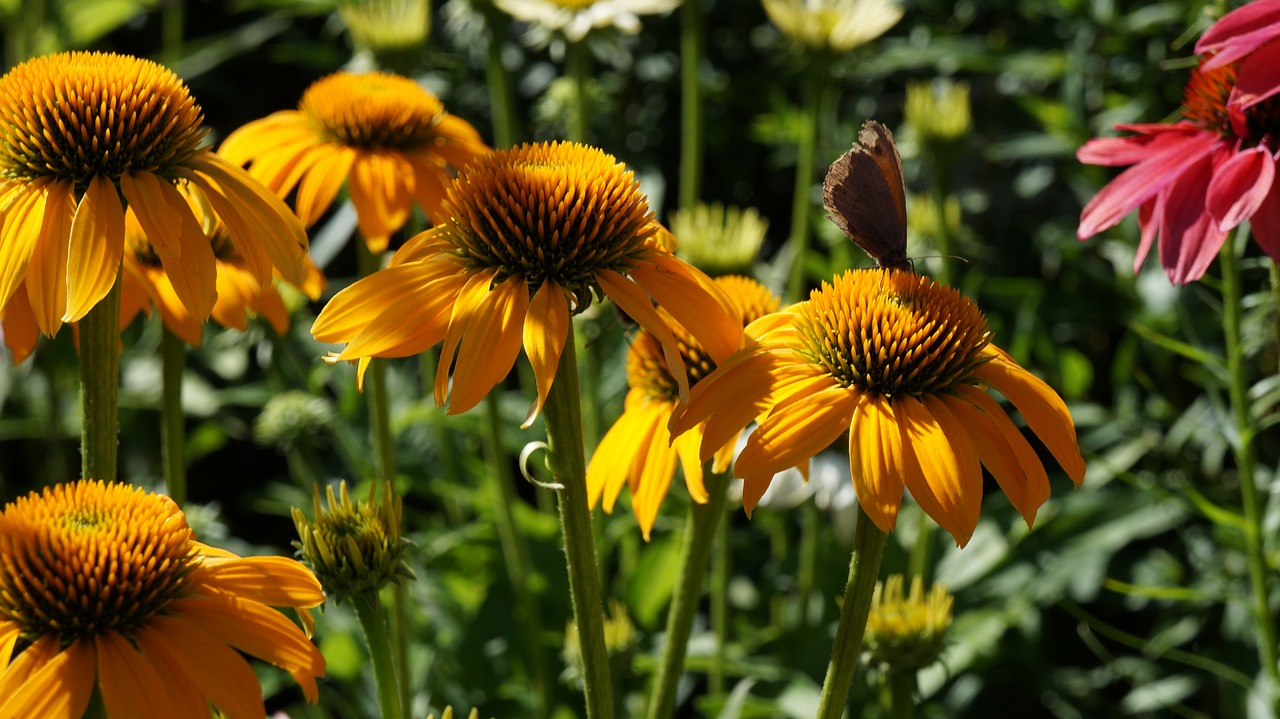 garden  flowers  coneflower free photo