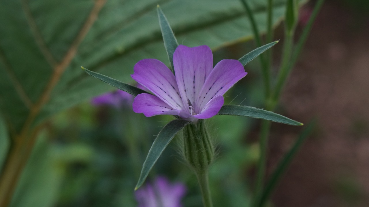 garden  flowers  macro free photo